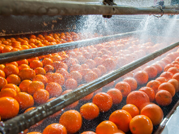 Food production line showing oranges being washed along a conveyor system